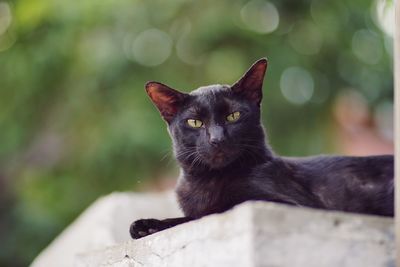 Portrait of black cat on retaining wall