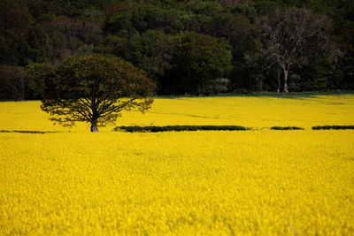 Scenic view of oilseed rape field