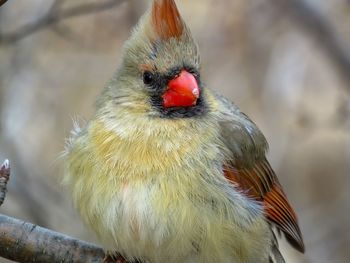 Close-up of parrot