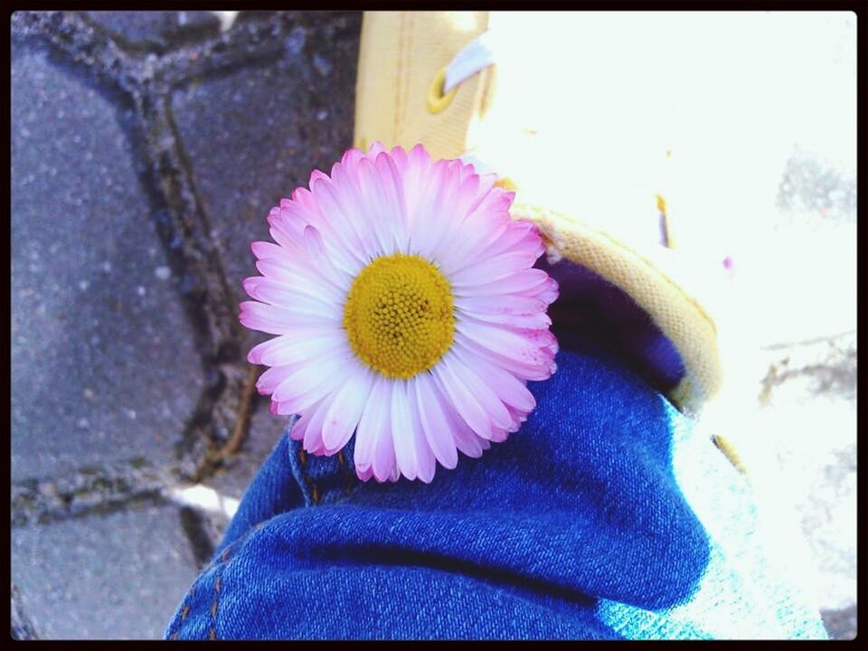 flower, petal, flower head, fragility, freshness, close-up, single flower, focus on foreground, beauty in nature, pollen, blooming, pink color, nature, outdoors, day, low section, purple