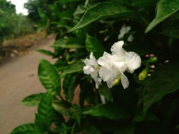 Close-up of white flower