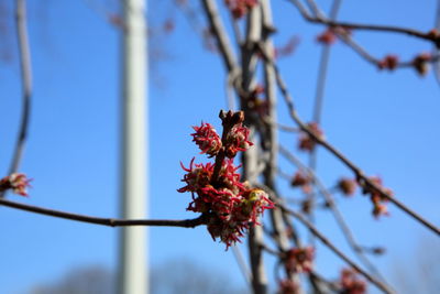 Low angle view of flowering plant against sky