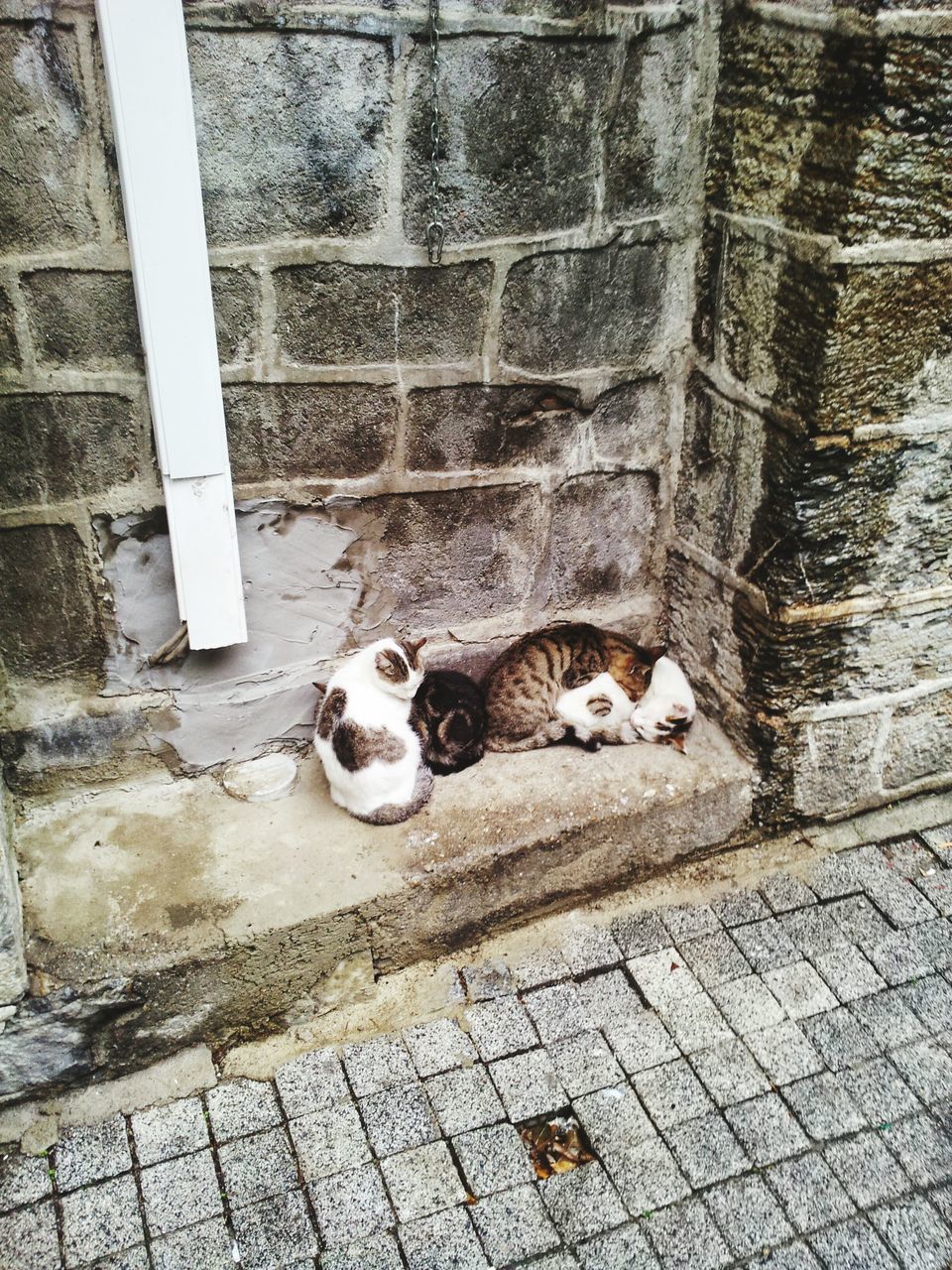 animal themes, domestic animals, pets, mammal, one animal, domestic cat, cat, relaxation, feline, high angle view, portrait, looking at camera, lying down, resting, sitting, two animals, full length, dog, zoology, stray animal