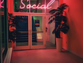 Palm tree by illuminated building at night