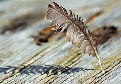Close-up of wooden plank