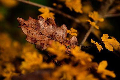 Close-up of dry maple leaves on field