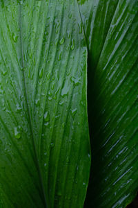 Full frame shot of wet leaf