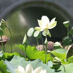 Close-up of lotus water lily blooming in pond