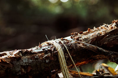 Close up of leaf