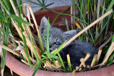 Close-up of a cat