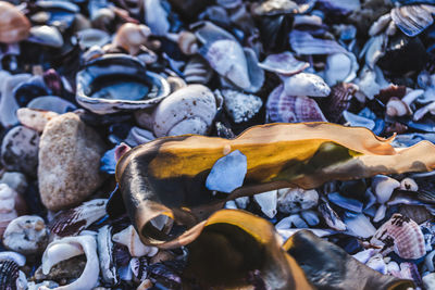 Close-up of shells on the ground
