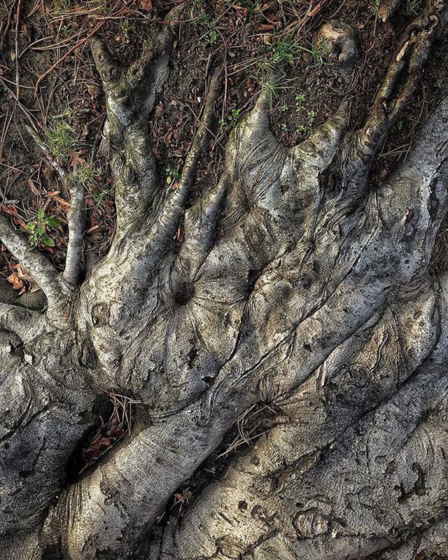 textured, full frame, backgrounds, high angle view, rough, nature, natural pattern, sand, close-up, tree trunk, tranquility, pattern, day, beach, tree, outdoors, no people, wood - material, cracked, dry