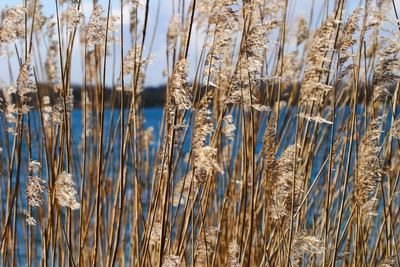 Full frame shot of dry reeds