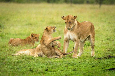 View of cats on ground