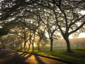 Trees along road in park