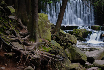 Scenic view of waterfall in forest