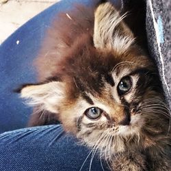 Close-up of cat resting