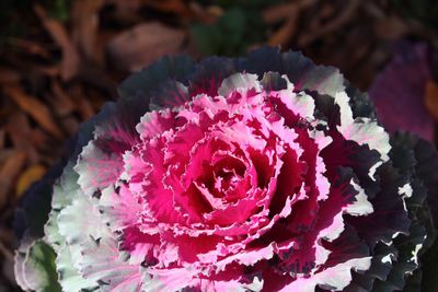 Close-up of pink flowers