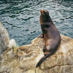 Dog in the lake