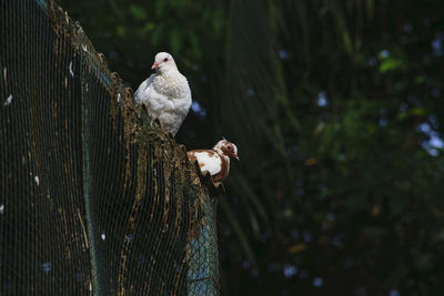 Close-up of bird perching on tree