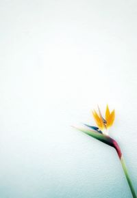 Close-up of flower over white background