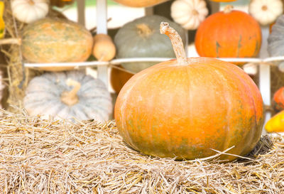 Close-up of pumpkins