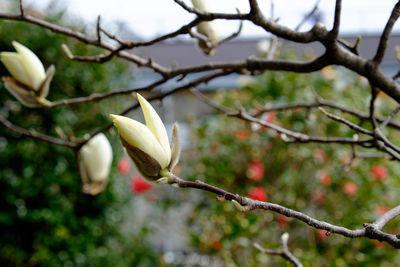 Close-up of white flowers