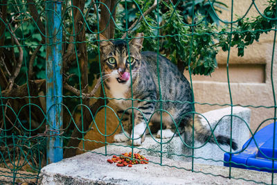 Portrait of cat sitting by plants