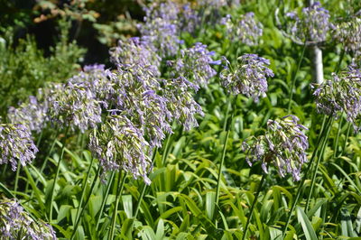 Close-up of plants