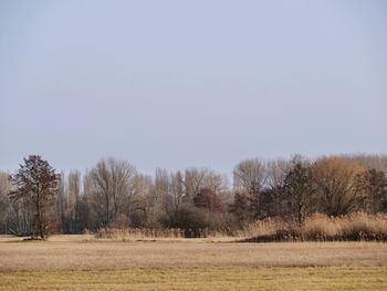 Trees on field against clear sky