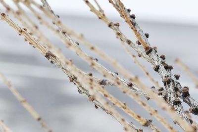 Close-up of frozen water