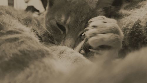 Close-up of cat with man