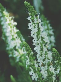 Close-up of plant