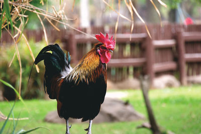 Close-up of rooster on land