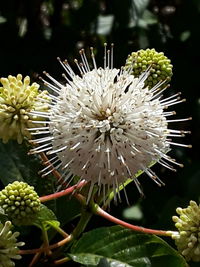 Close-up of white flowering plant