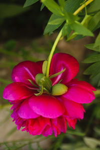 Close-up of red flower