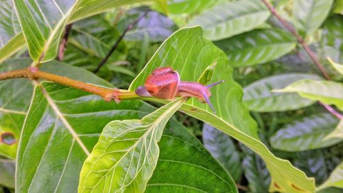 Close-up of pink flower on plant