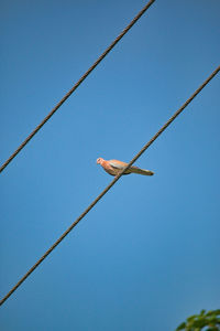 Low angle view of birds on cable against clear blue sky