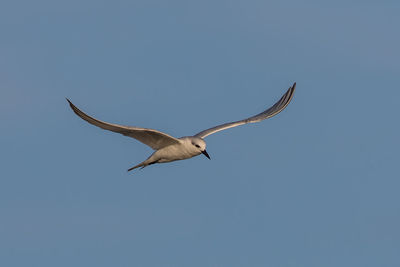 Low angle view of seagull flying against clear sky