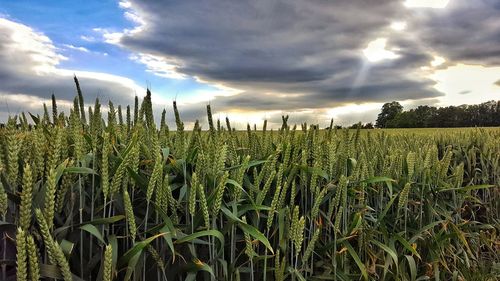 Crops growing on field against sky