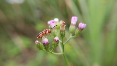 Close-up of insect on purple flower