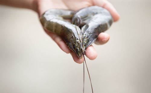 Hand holding fresh raw shrimps