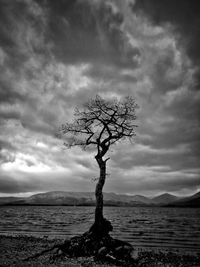 Tree in sea against sky