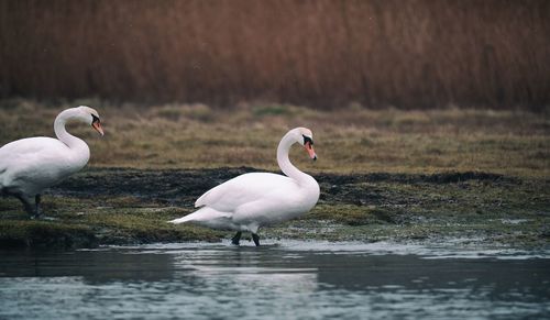 Close-up of swan on lake