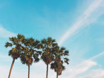 Low angle view of coconut palm trees against blue sky