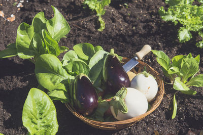 Oak leaf lettuce in vegetable garden