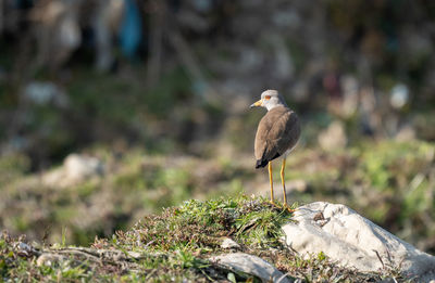 Bird perching on rock