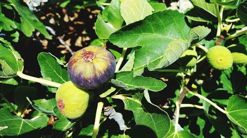 Close-up of fruit growing on plant