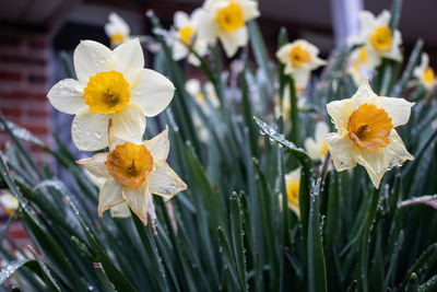 Close-up of white daffodil