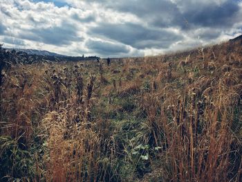 Scenic view of field against sky